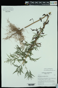 Eupatorium x pinnatifidum image
