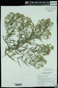 Eupatorium x pinnatifidum image