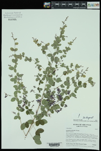 Lespedeza bicolor image