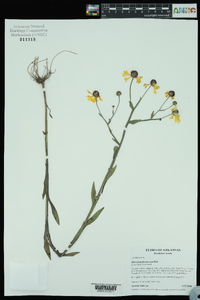 Helenium flexuosum image