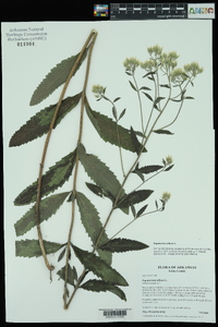 Eupatorium album image