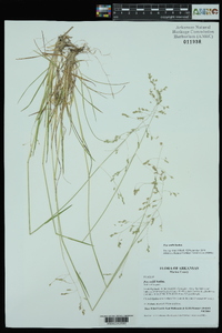 Poa wolfii image