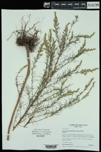 Eupatorium capillifolium image