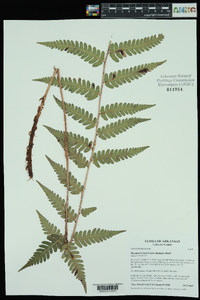 Dryopteris ludoviciana image