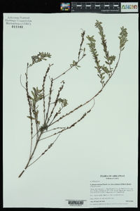 Lythrum alatum var. lanceolatum image