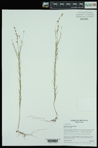 Oenothera linifolia image