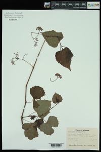 Ampelopsis cordata image