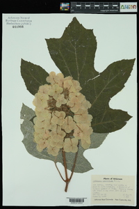 Hydrangea quercifolia image