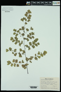 Adiantum capillus-veneris image