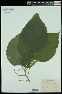 Laportea canadensis image