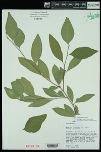 Sideroxylon lycioides image