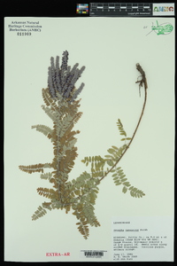 Amorpha canescens image