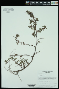 Ludwigia glandulosa image