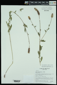 Dalea candida var. candida image