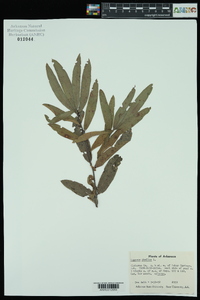 Quercus phellos image