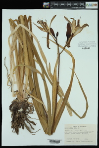 Hemerocallis fulva image