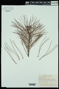 Pinus echinata image