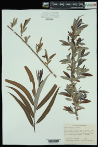 Salix caroliniana image