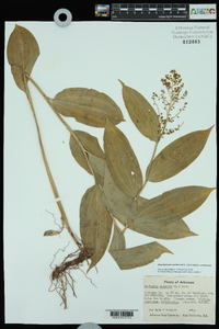 Maianthemum racemosum subsp. racemosum image