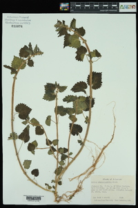 Urtica chamaedryoides image