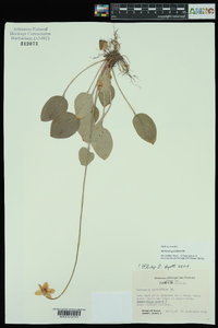 Parnassia grandifolia image