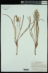 Camassia scilloides image