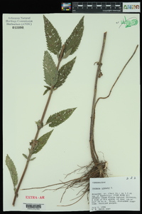 Verbena hastata image