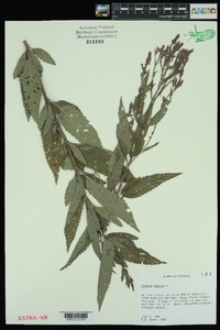 Verbena hastata image