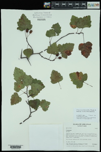 Crataegus pruinosa var. virella image