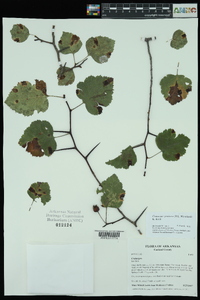 Crataegus pruinosa image