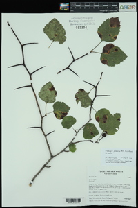 Crataegus pruinosa image