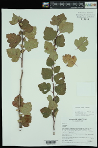 Crataegus viridis image