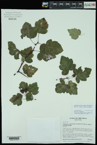 Crataegus pruinosa var. rugosa image