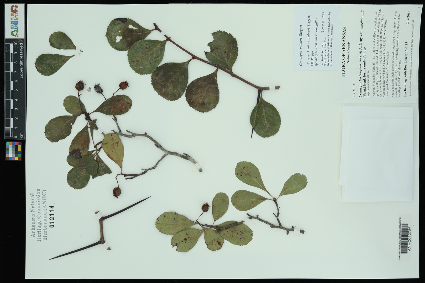 Crataegus palmeri image