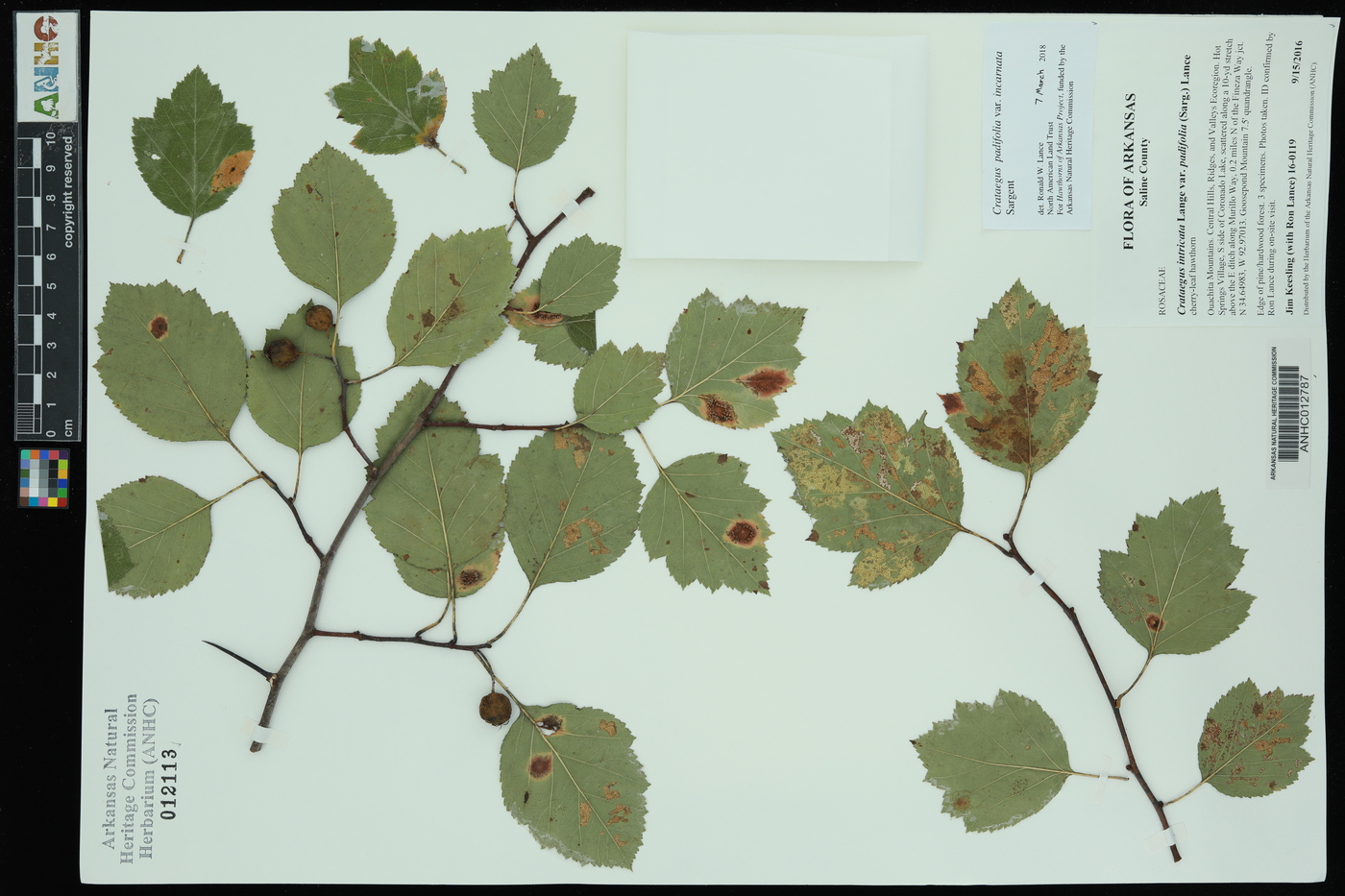 Crataegus padifolia var. incarnata image