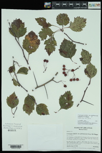 Crataegus viridis image