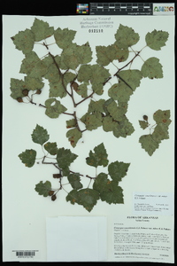 Crataegus ouachitensis image