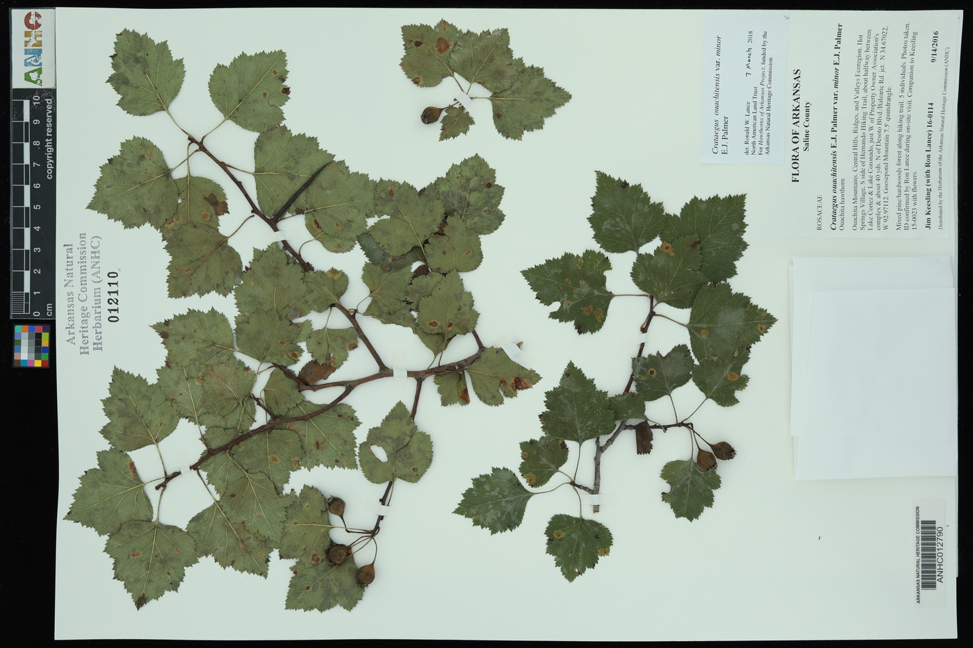 Crataegus ouachitensis image