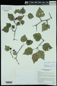 Crataegus ouachitensis image