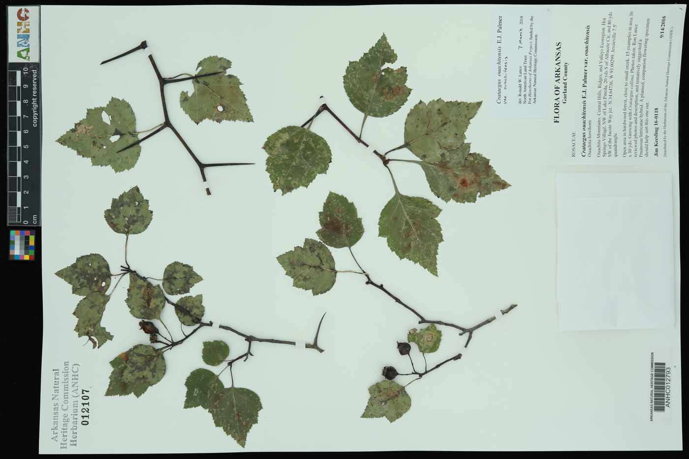 Crataegus ouachitensis image