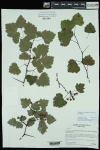 Crataegus ouachitensis image