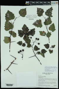 Crataegus pruinosa image