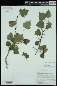 Crataegus ouachitensis image