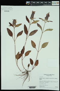 Prunella vulgaris subsp. lanceolata image