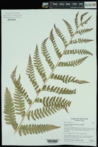 Dryopteris ludoviciana image