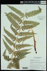 Dryopteris ludoviciana image