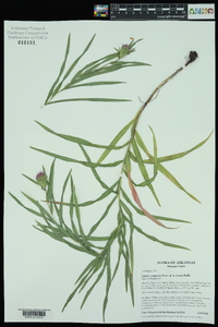 Liatris compacta image