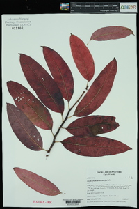 Oxydendrum arboreum image