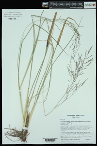 Coleataenia longifolia image