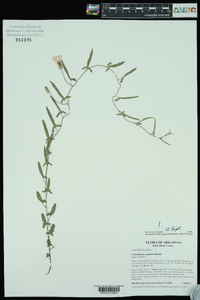 Convolvulus equitans image